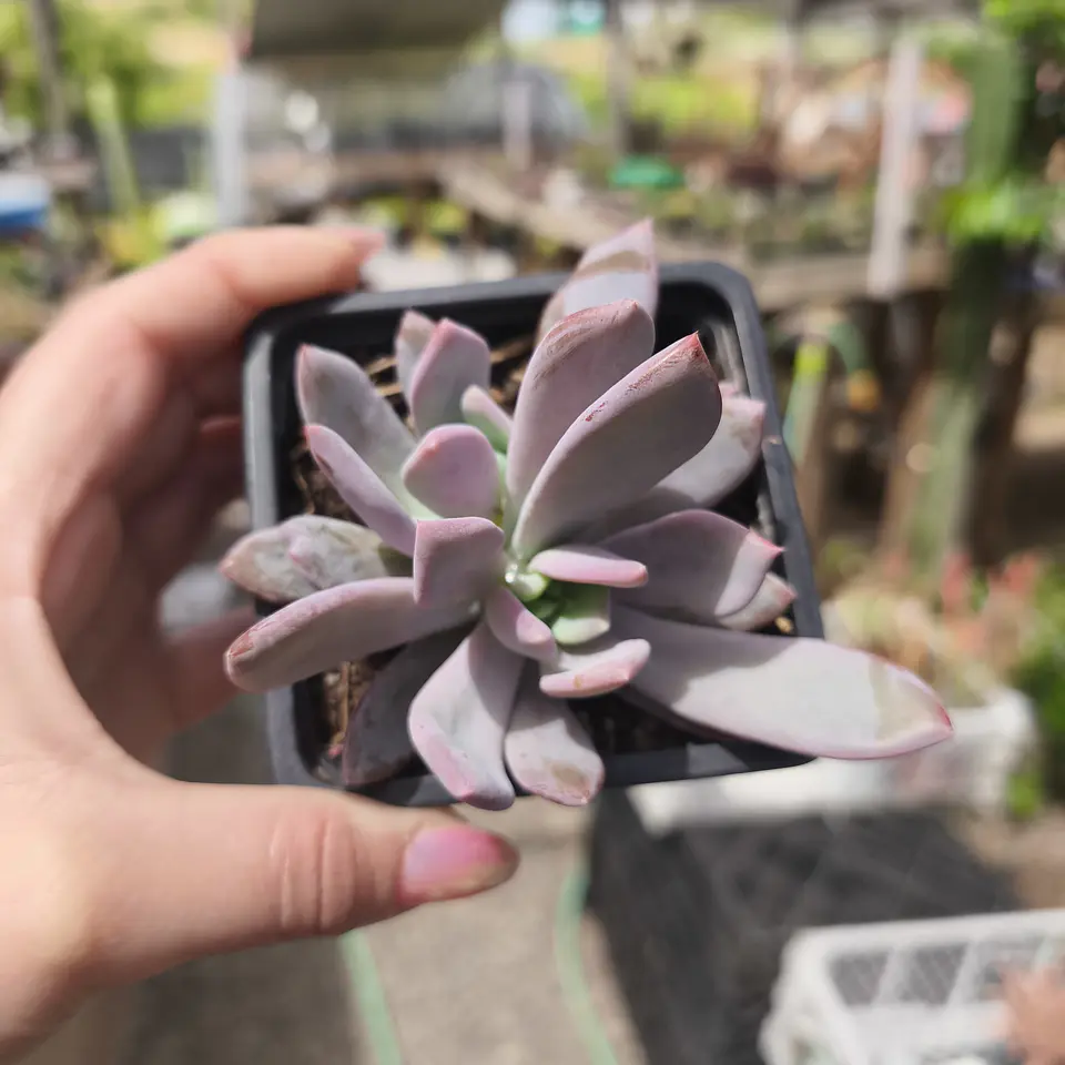 Pachyveria Morning Dream 2