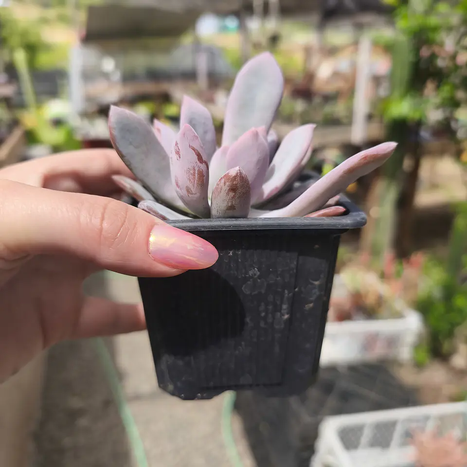 Pachyveria Morning Dream 3