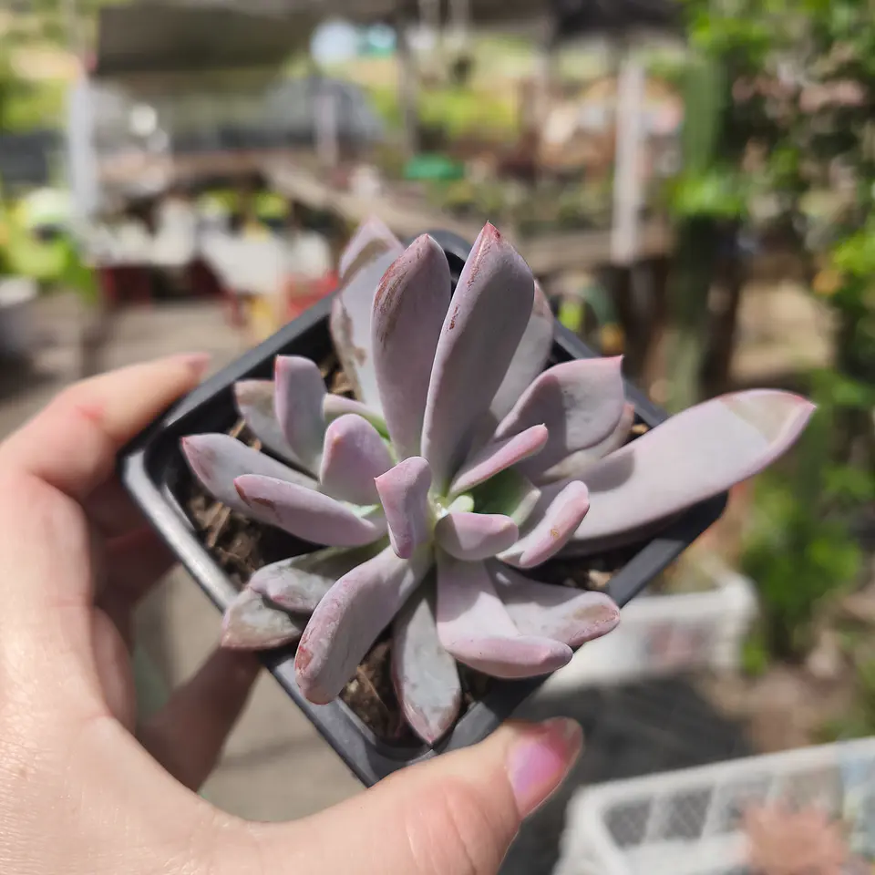 Pachyveria Morning Dream 4