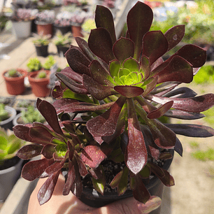 Aeonium Cabernet