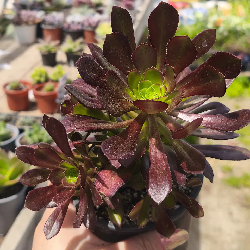 Aeonium Cabernet 1