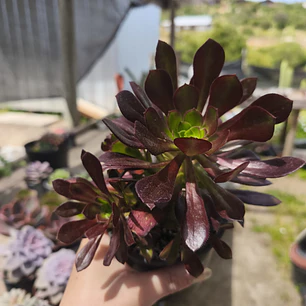 Aeonium Cabernet