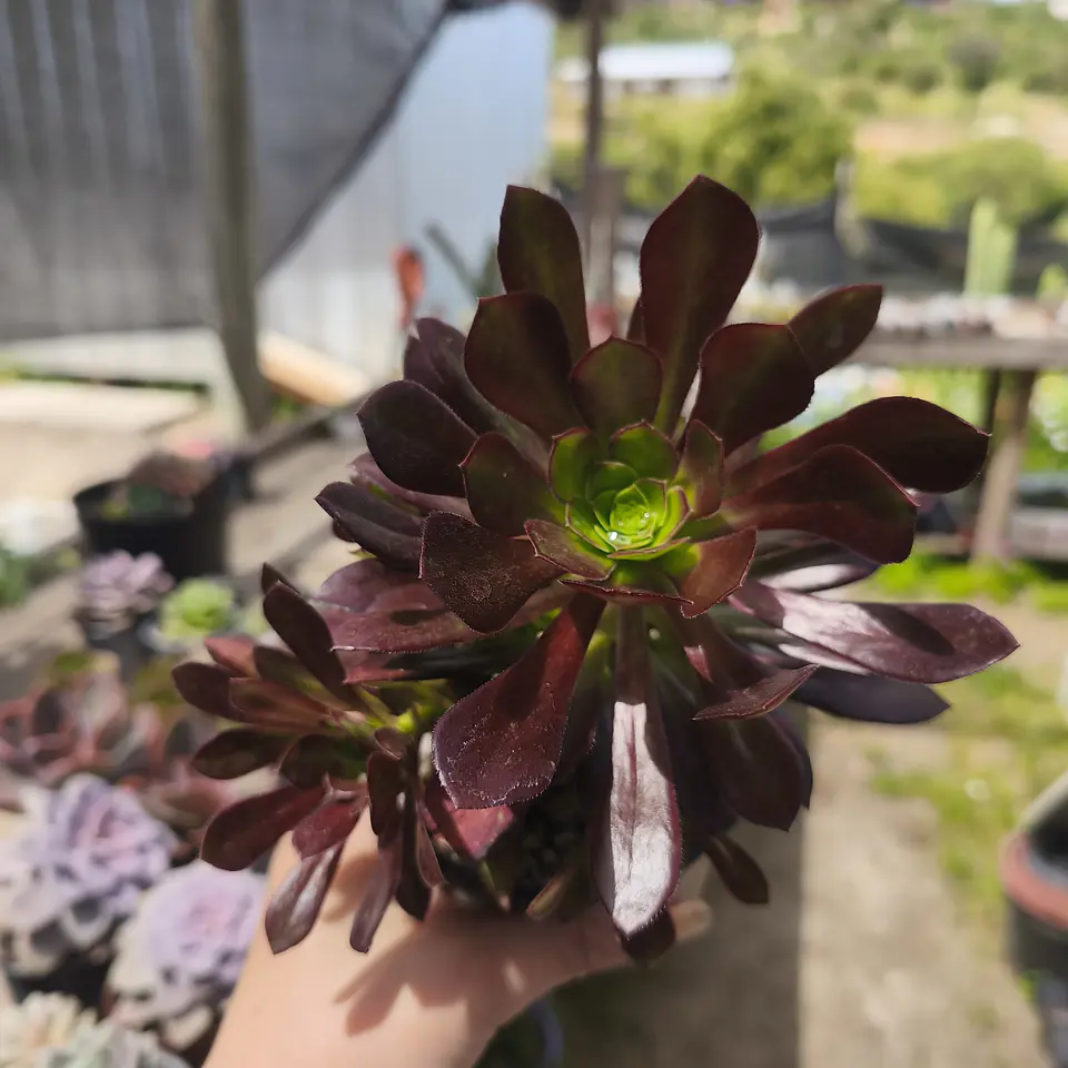 Aeonium Cabernet 3