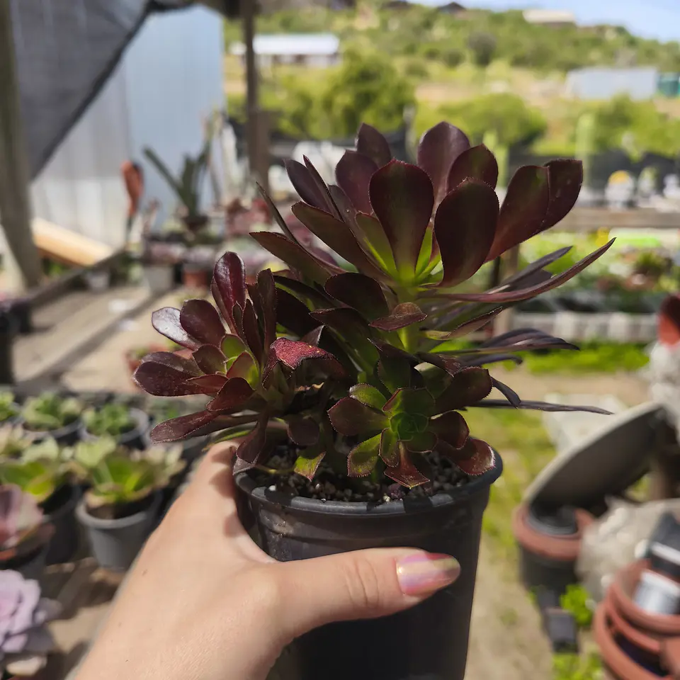 Aeonium Cabernet 4