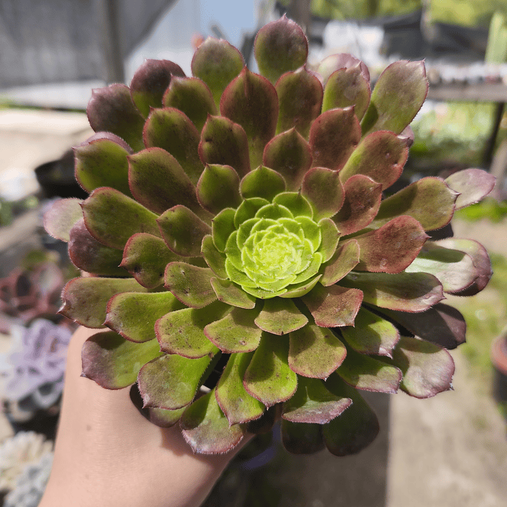 Aeonium Fiesta  2