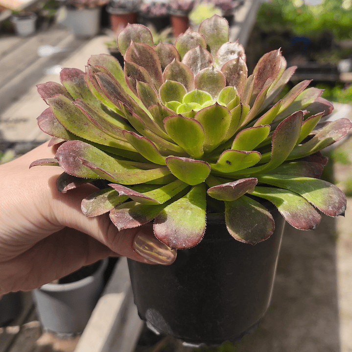 Aeonium Fiesta  3