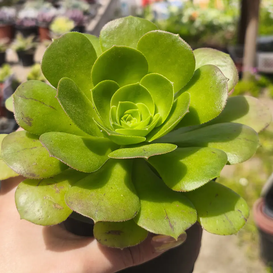 Aeonium Canariense  1