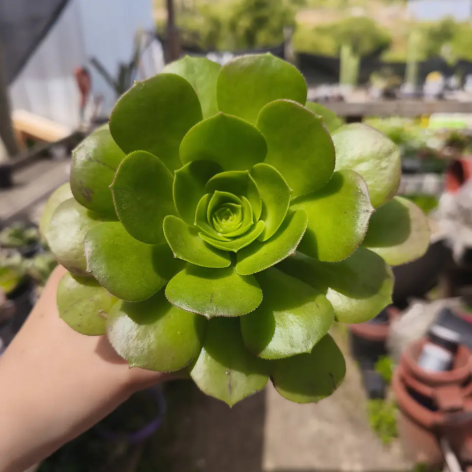 Aeonium Canariense  2