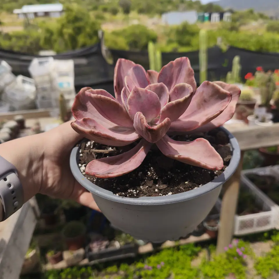 Echeveria Pampoteus Variegada 2