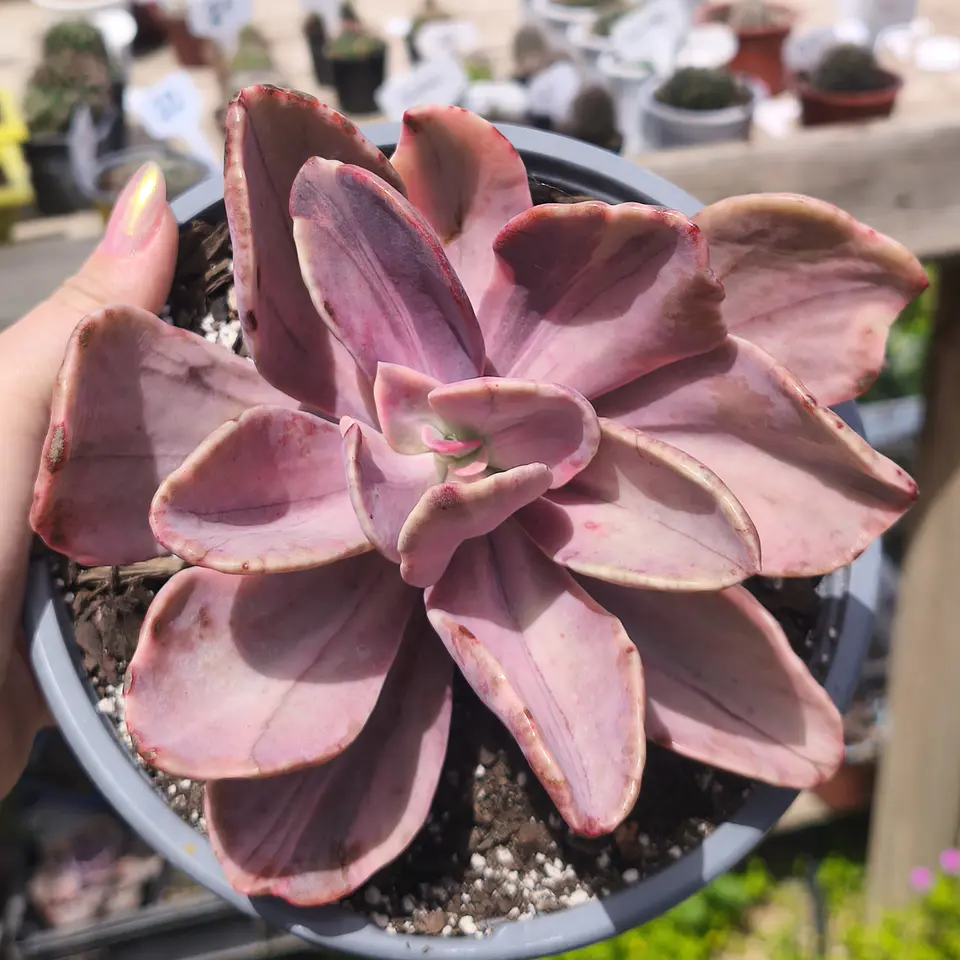 Echeveria Pampoteus Variegada 3