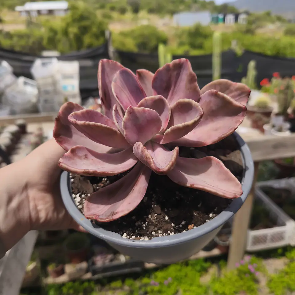 Echeveria Pampoteus Variegada 1