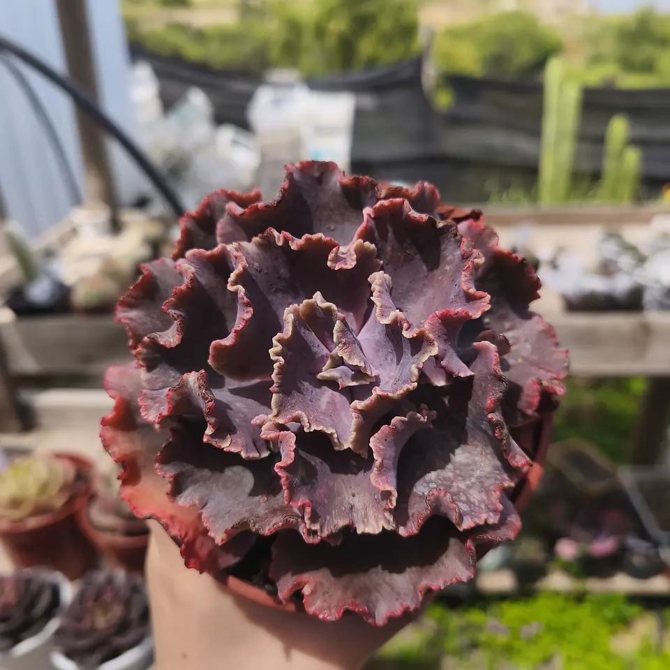 Echeveria Nebula Carunculada 2