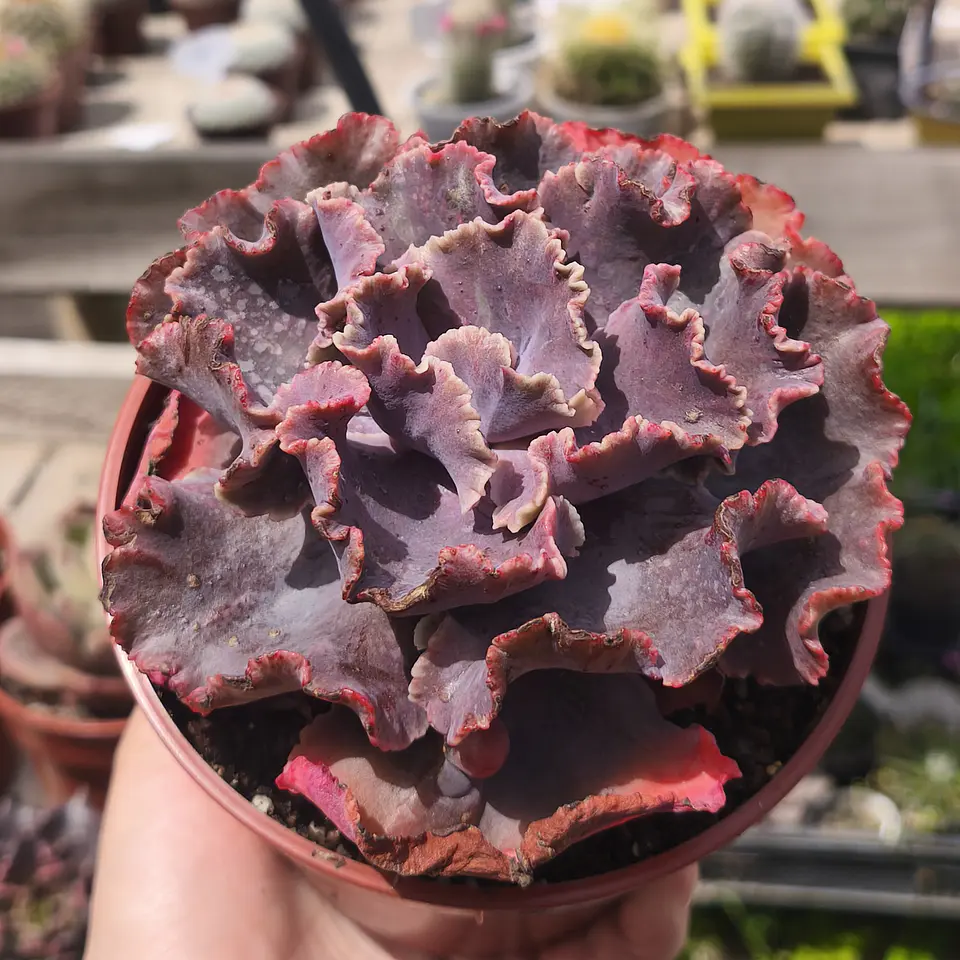Echeveria Nebula Carunculada 1