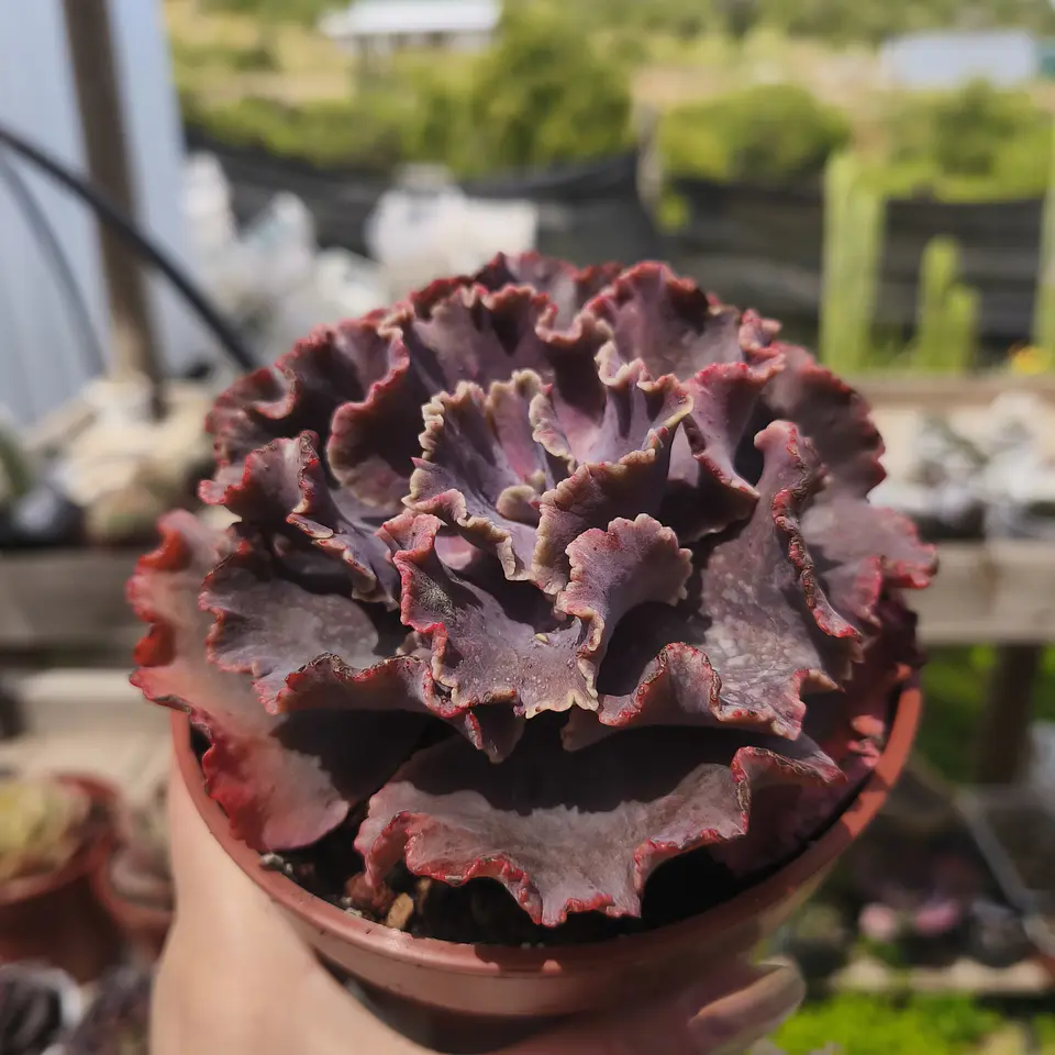 Echeveria Nebula Carunculada 3