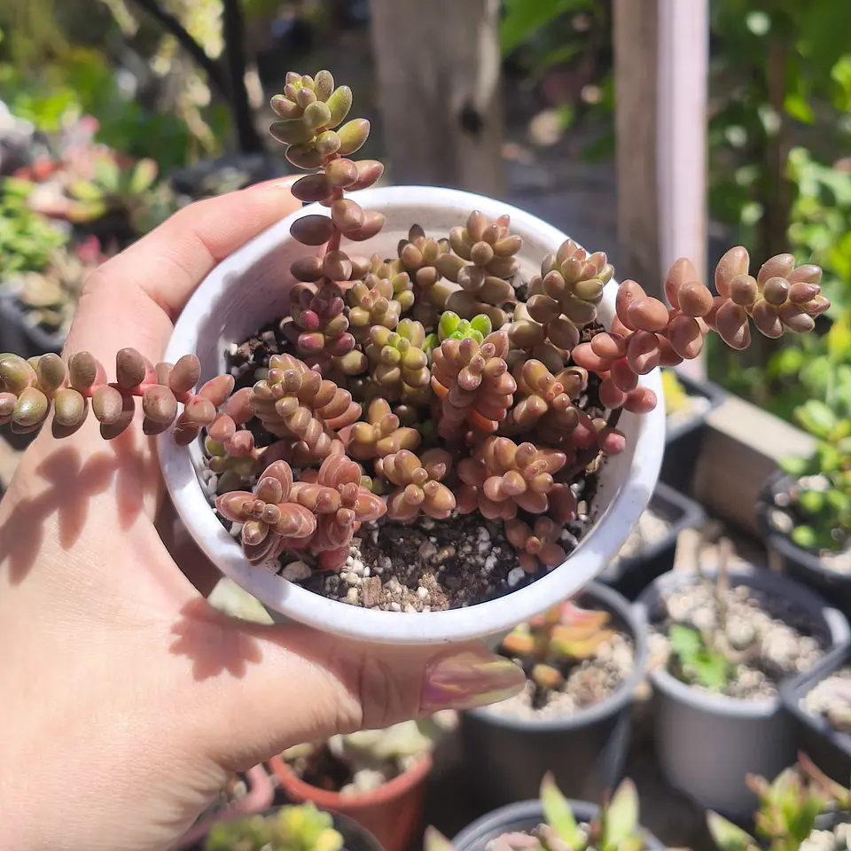 Sedum Stahlii 1