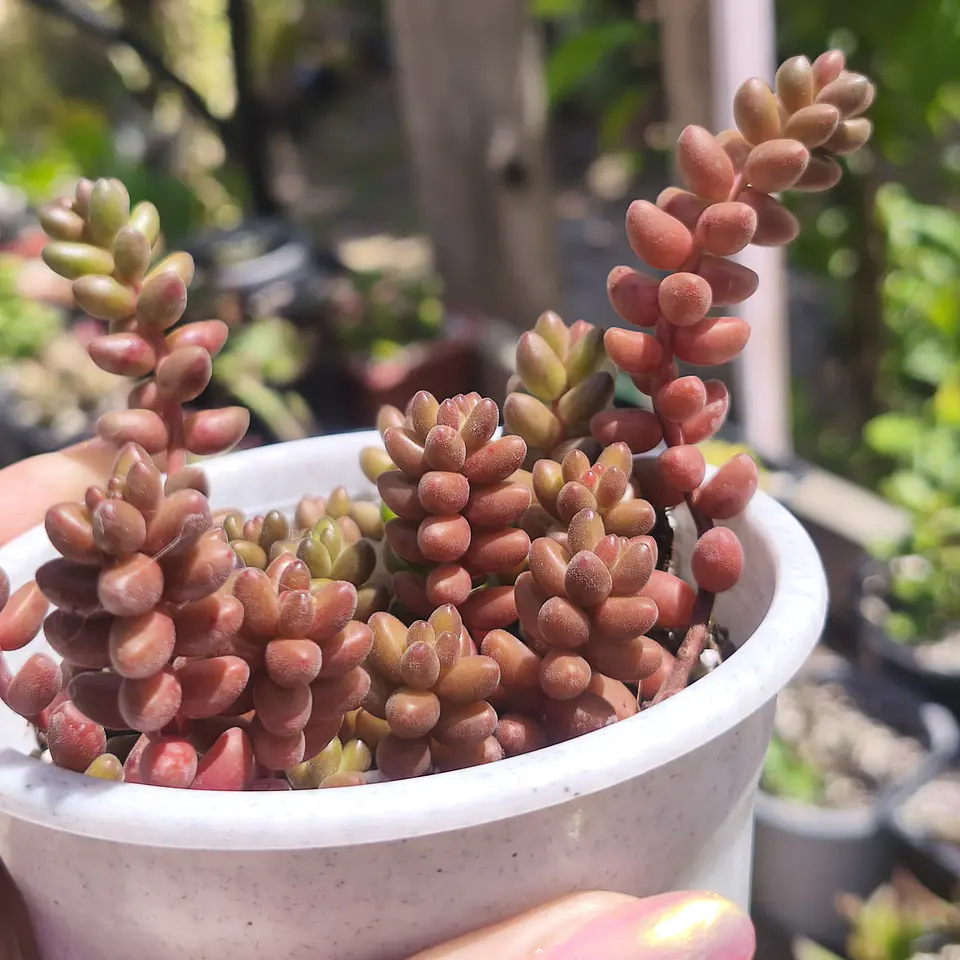 Sedum Stahlii 2