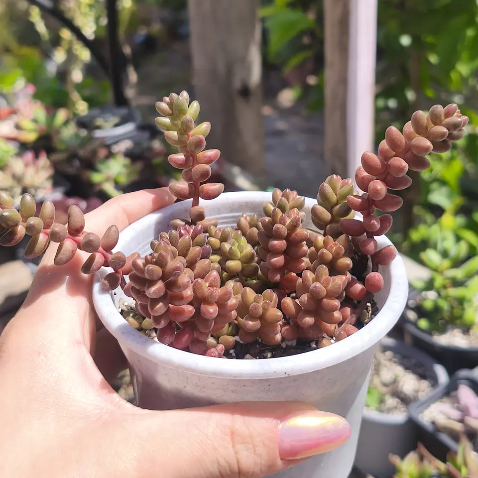 Sedum Stahlii 3