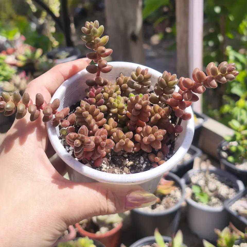 Sedum Stahlii 4