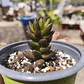 Sedeveria Jet Beads - Miniatura 1