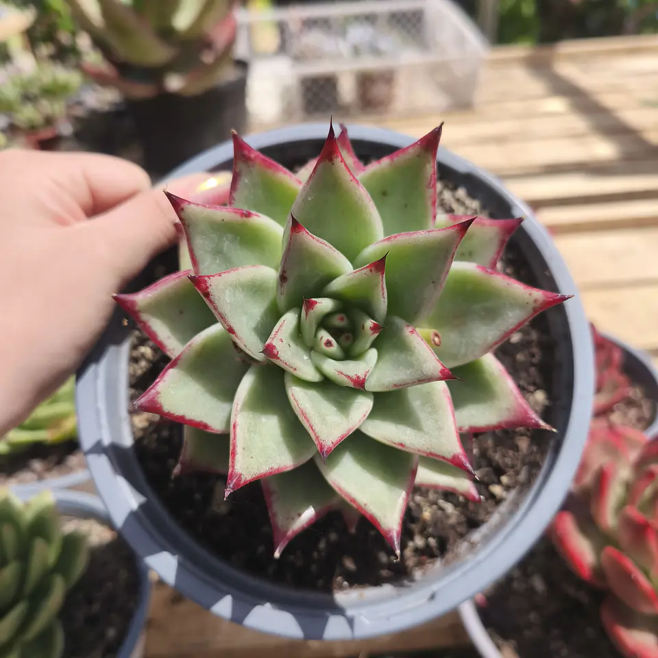 Echeveria Agavoide Ebony 1