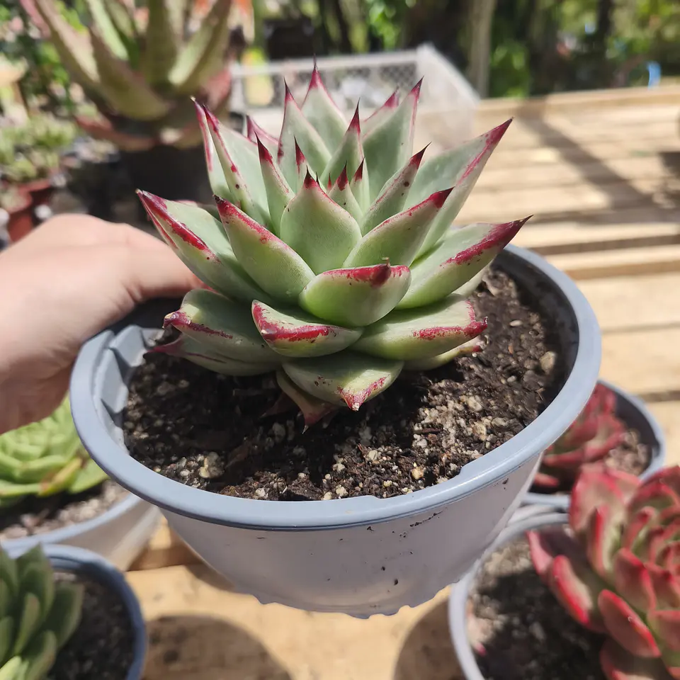 Echeveria Agavoide Ebony 2