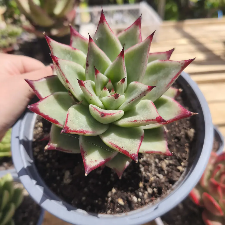 Echeveria Agavoide Ebony 3