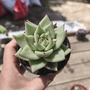 Echeveria agavoide Lavirgin