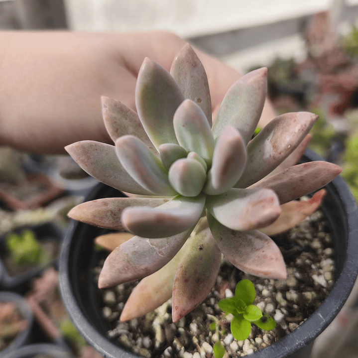 Graptosedum Francesco Baldi 3