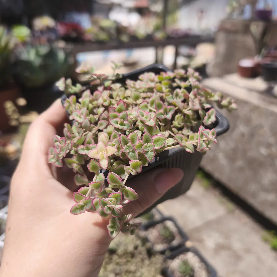 Crassula Little Missy 2