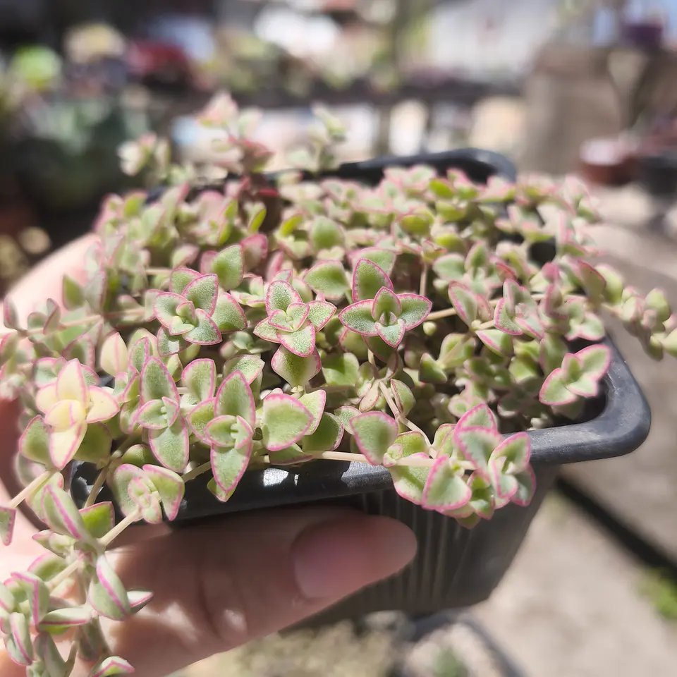 Crassula Little Missy 3