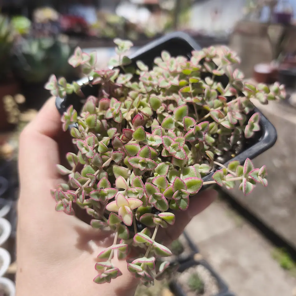 Crassula Little Missy 1