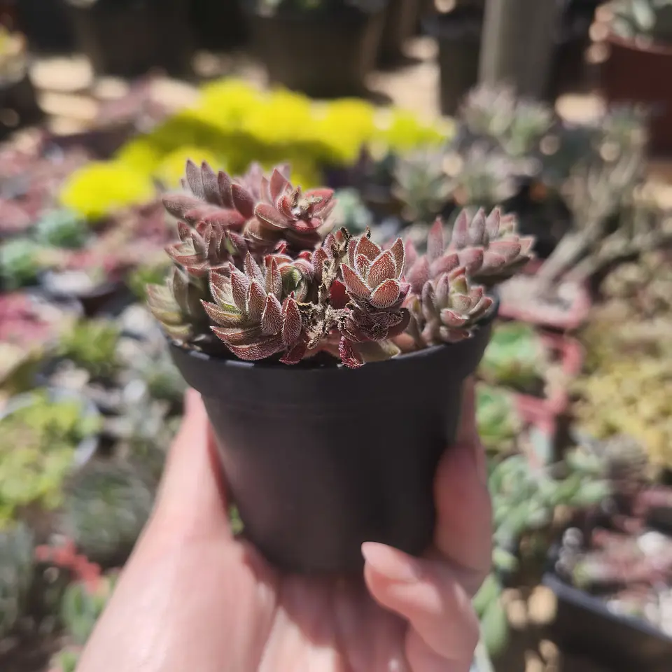 Crassula Lenuginosa 1