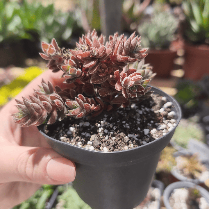Crassula Lenuginosa 2
