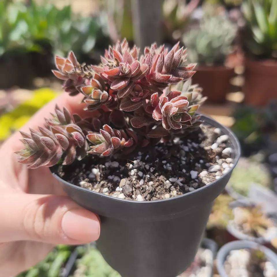 Crassula Lenuginosa 2