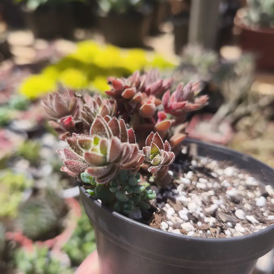 Crassula Lenuginosa 3