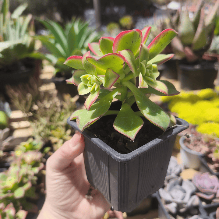 Aeonium Kiwi  2