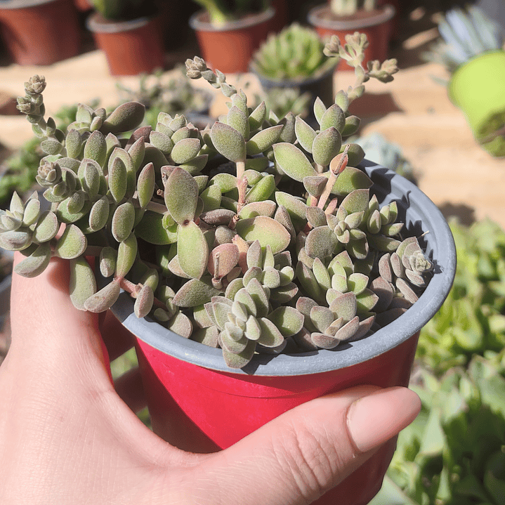 Crassula Lanuginosa 3