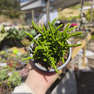 Crassula Muscosa