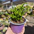 Crassula Muscosa