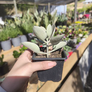 Kalanchoe Kalanchoe hildebrandtii 