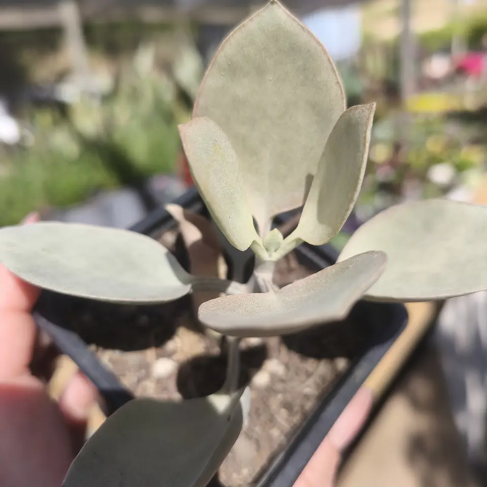 Kalanchoe Kalanchoe hildebrandtii 