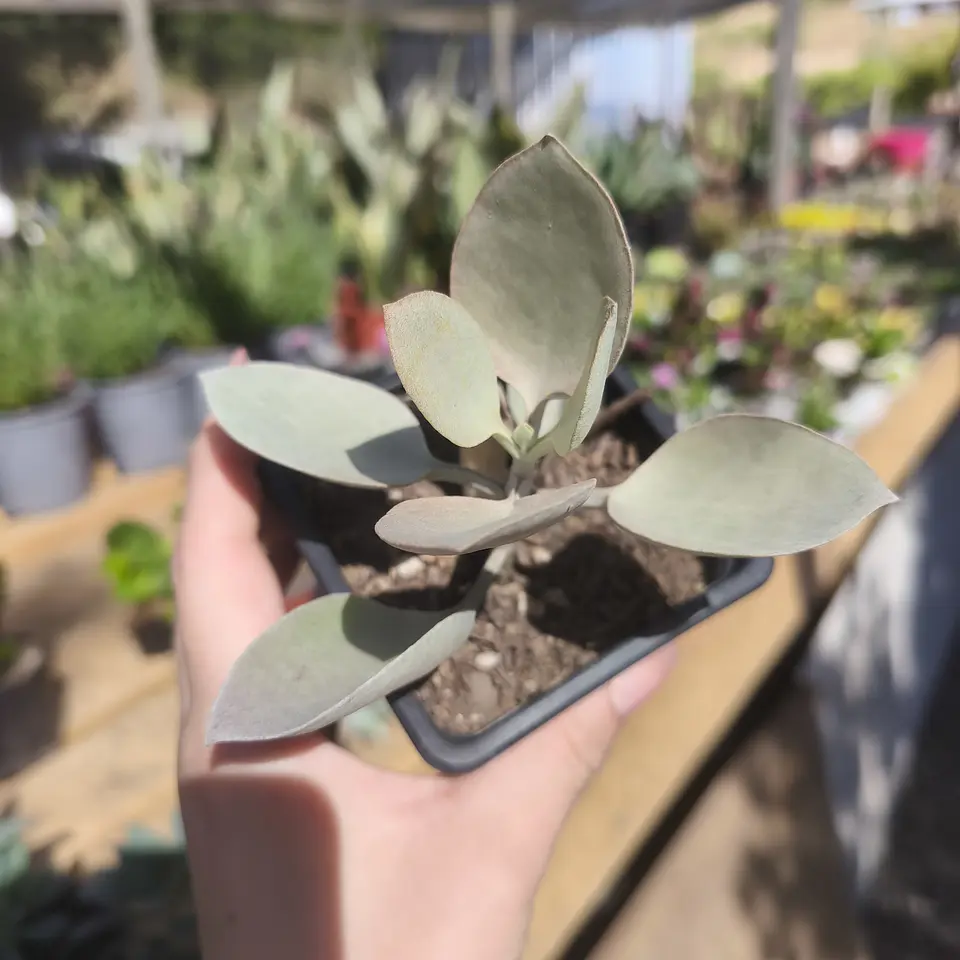 Kalanchoe Kalanchoe hildebrandtii 
