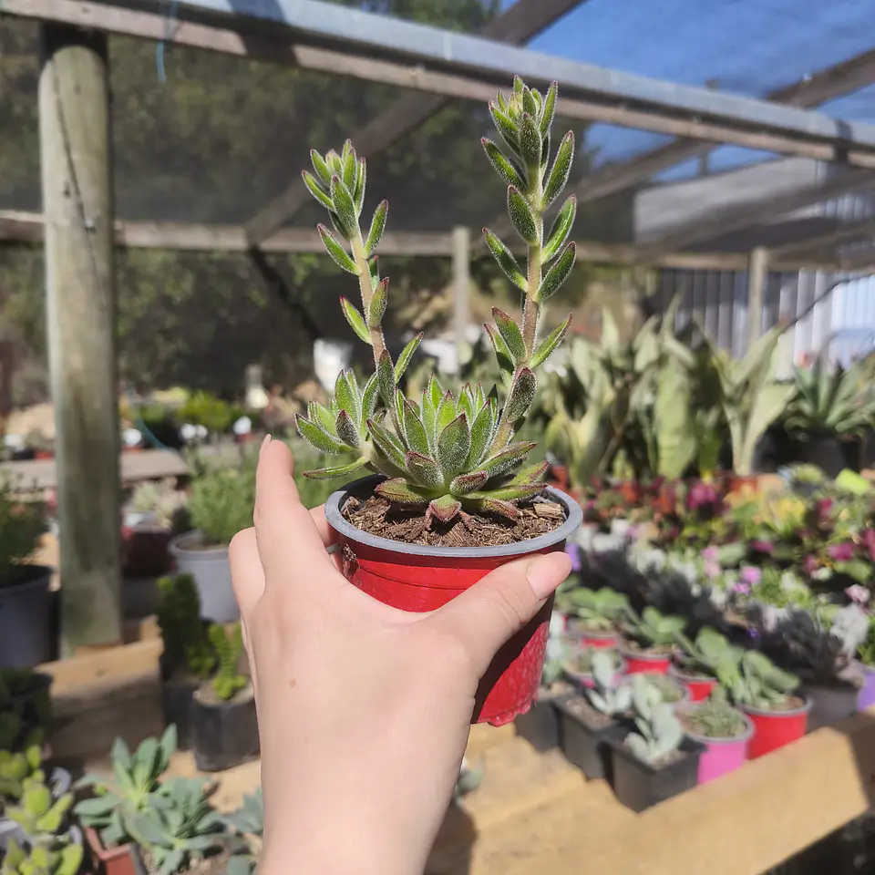 Echeveria set Oliver  2