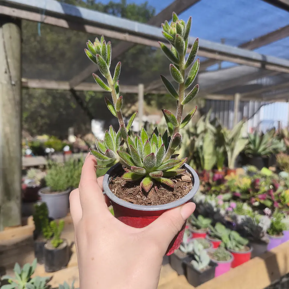 Echeveria set Oliver  3