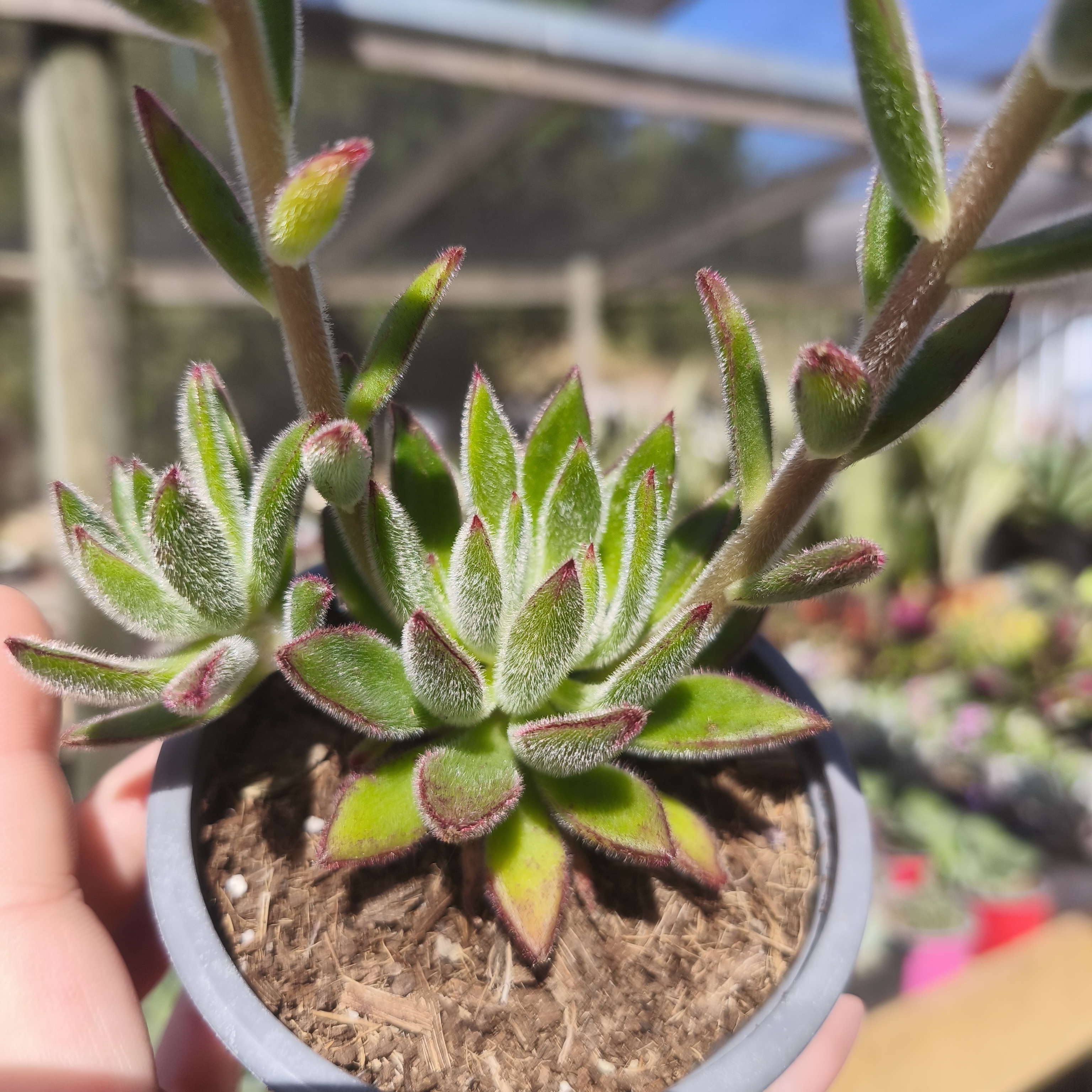 Echeveria set Oliver
