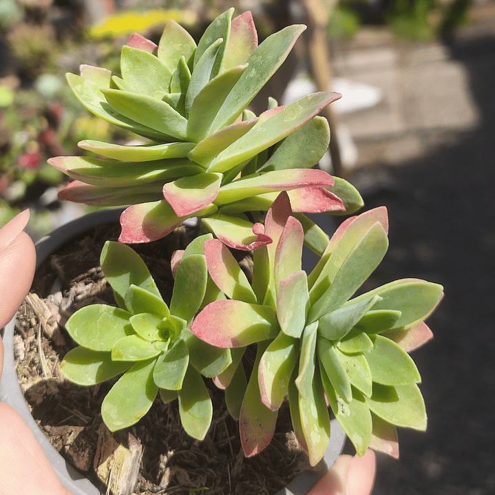 Sedum Palmeri  1
