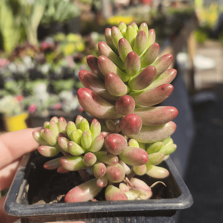 Sedum Rubrotictum 