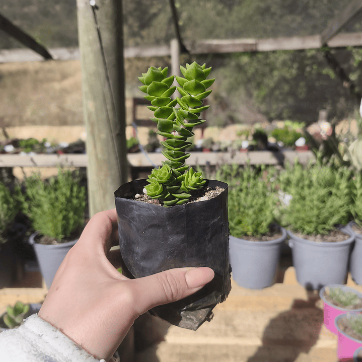 Crassula Green pagoda 3