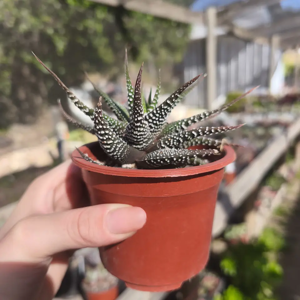 Haworthia sp 2
