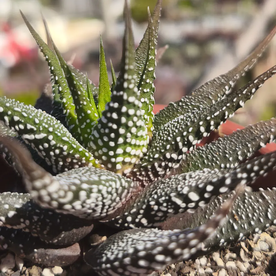 Haworthia sp 1